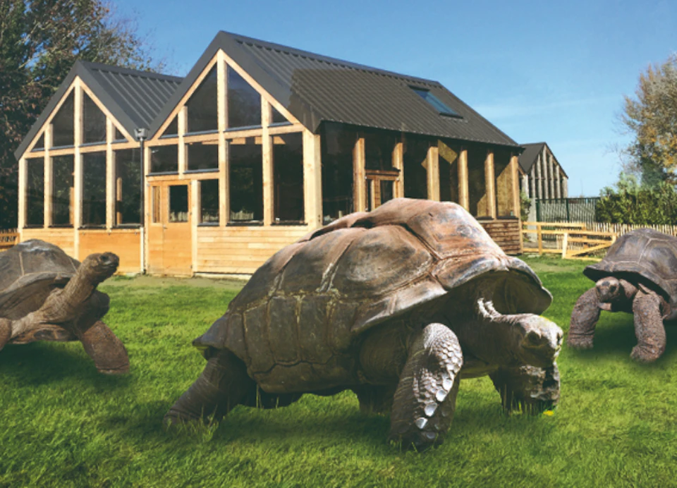 A large tortoise on grass in front of a wooden, modern building with black roof panels under a clear blue sky.