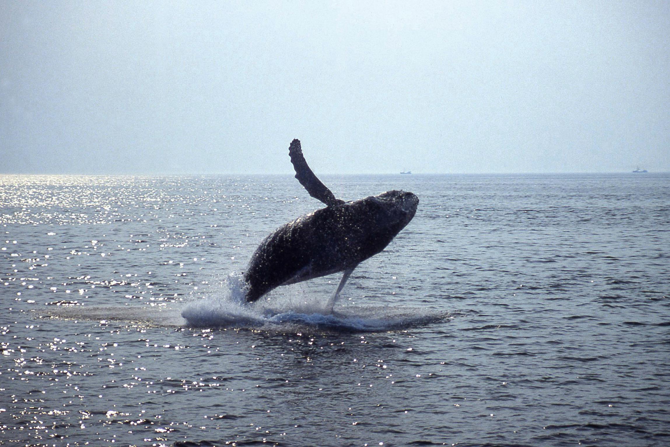 A humpback whale breaches the ocean surface with one flipper raised and water splashing around, under a clear sky.