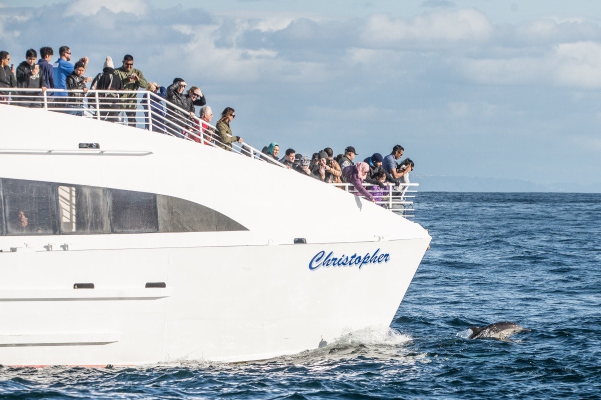 Long Beach: Whale and Dolphin Watching Cruise