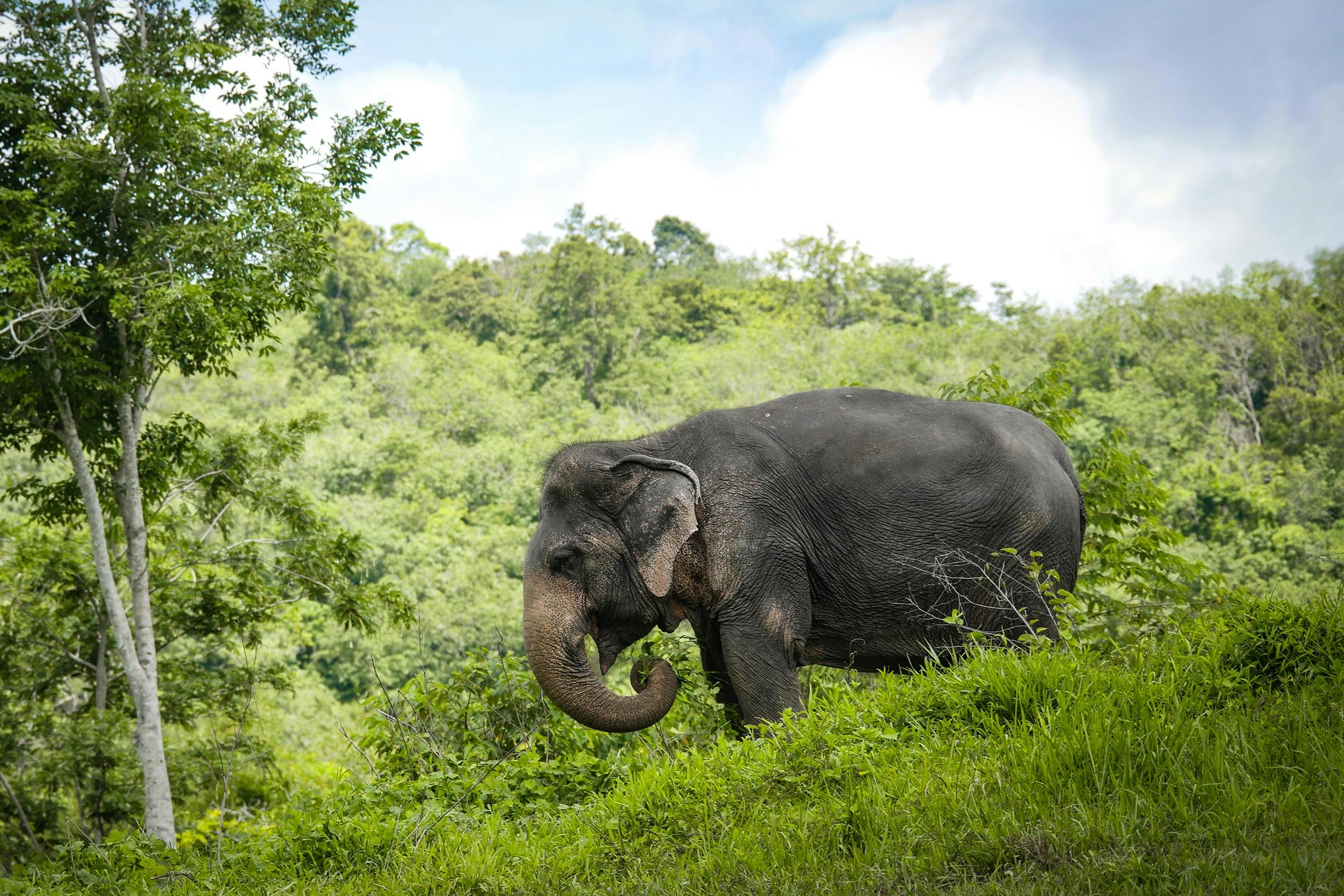 Ελέφαντας που περπατάει πάνω σε πράσινο γρασίδι με φόντο πυκνό δάσος και γαλάζιο ουρανό.
