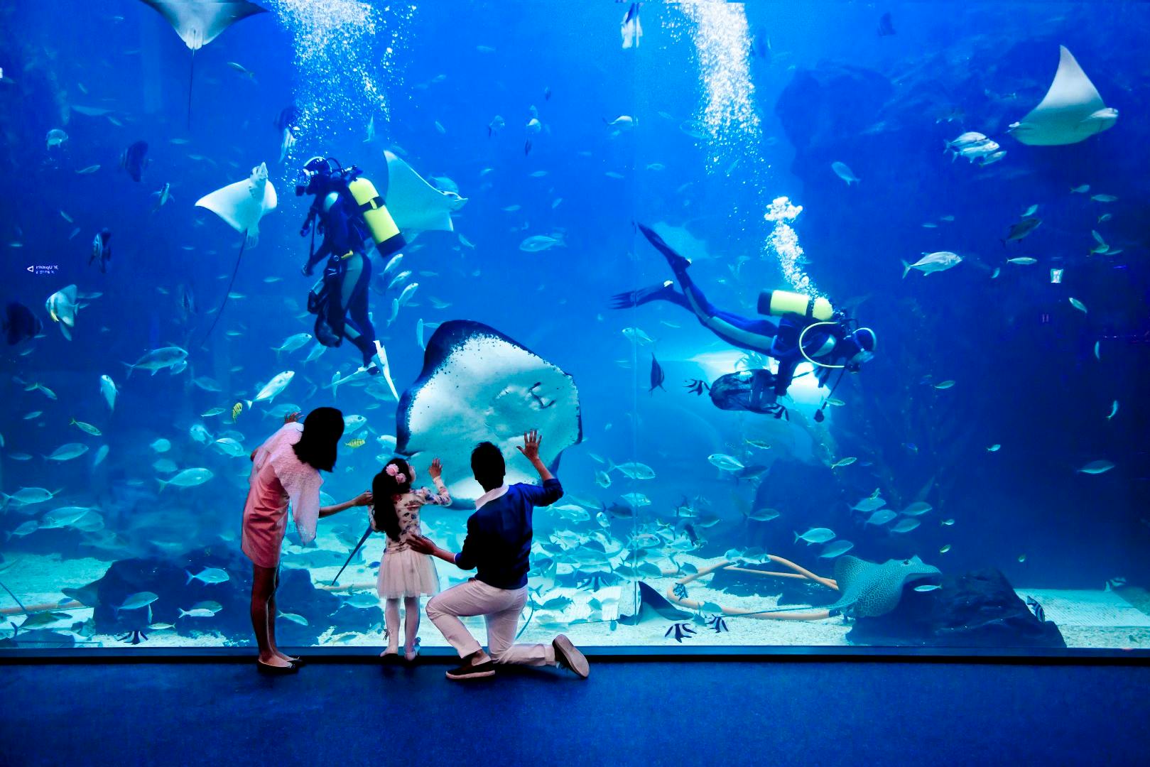 Ilsan Aqua Planet: Admission Ticket in Seoul – Tiqets