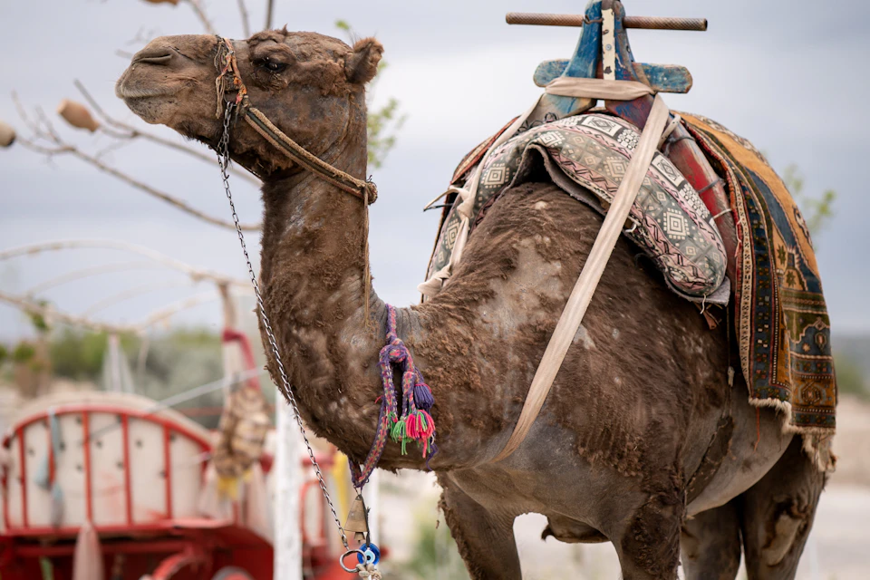 Camel