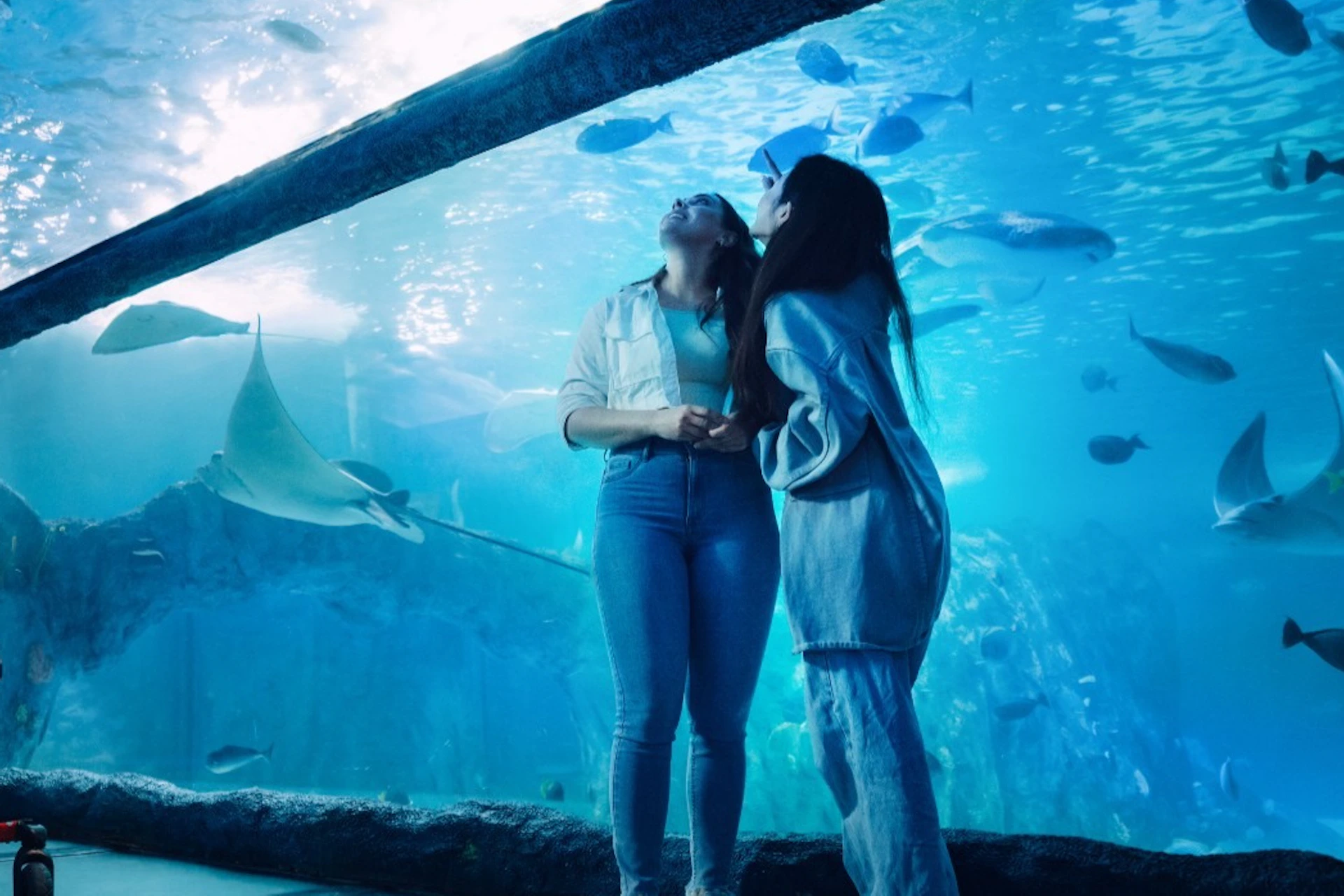 People observe aquatic life through a large glass tank at an aquarium, with rays and fish swimming in clear blue water.