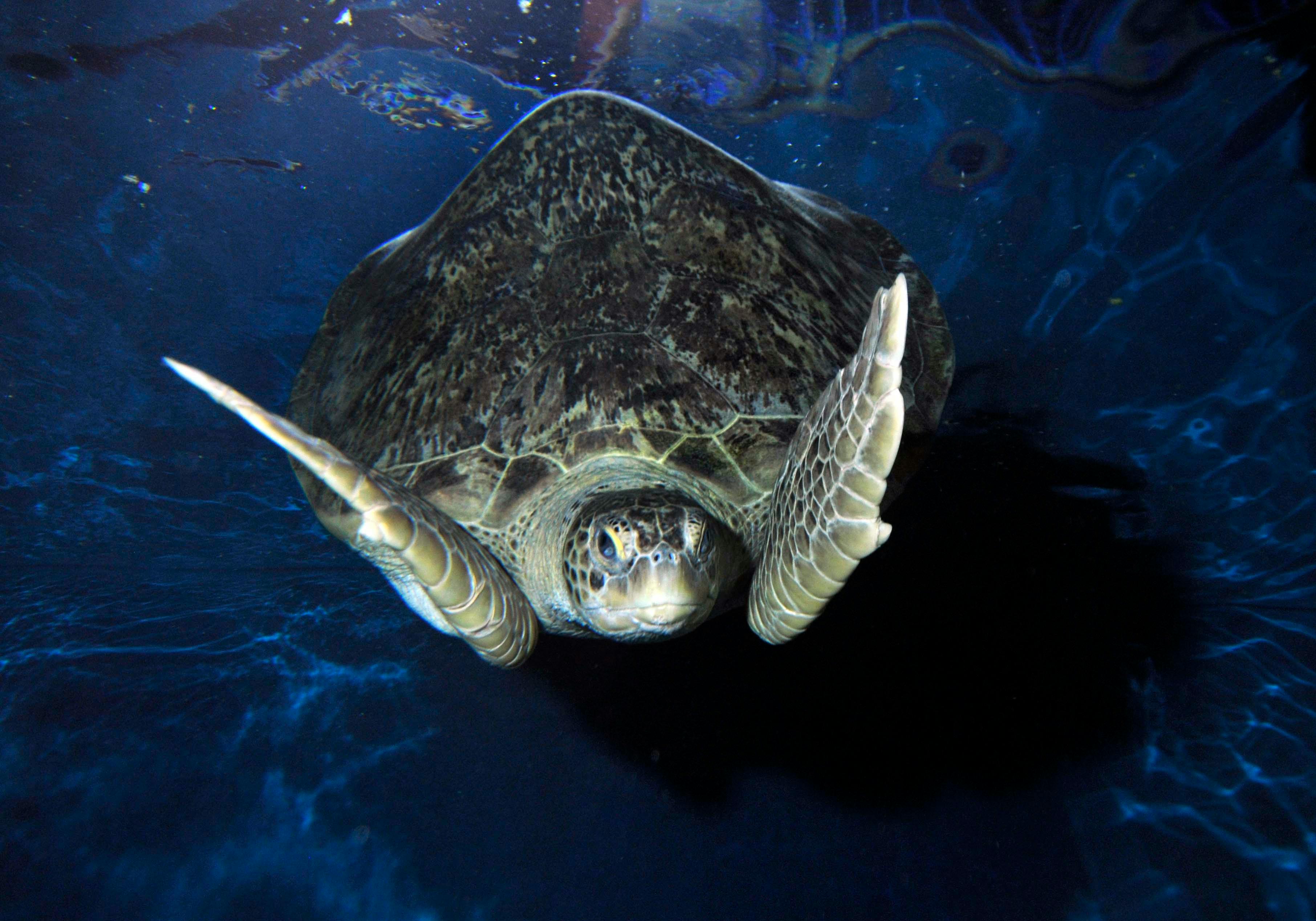 Μια θαλάσσια χελώνα κολυμπά κάτω από το νερό, κοιτάζοντας την κάμερα, με τα πτερύγιά της εκτεταμένα. Σκούρο μπλε νερό περιβάλλει τη χελώνα.