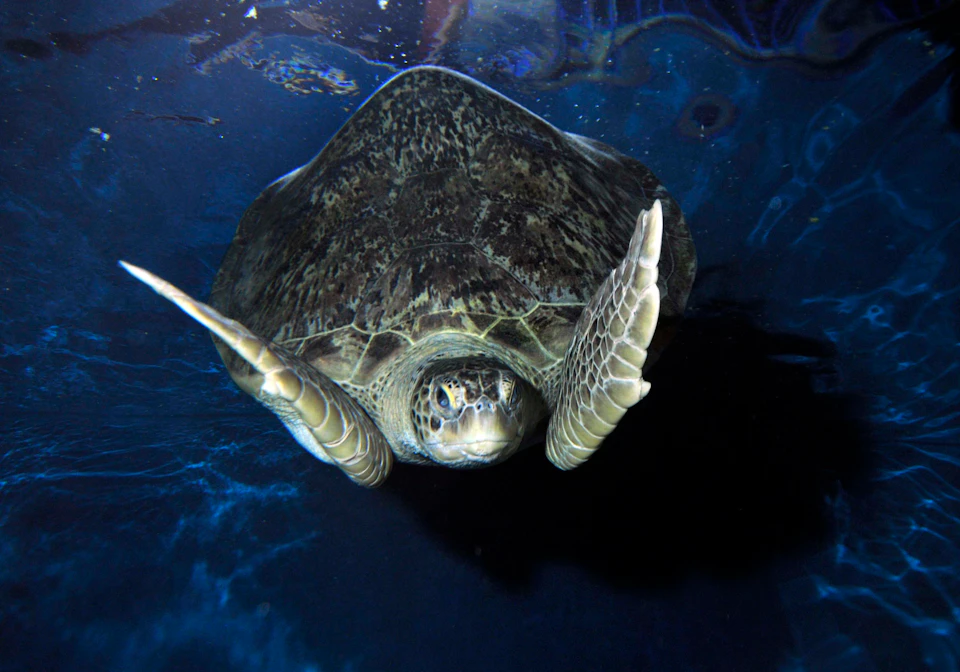 A sea turtle swims underwater, facing the camera, with its flippers extended. Dark blue water surrounds the turtle.