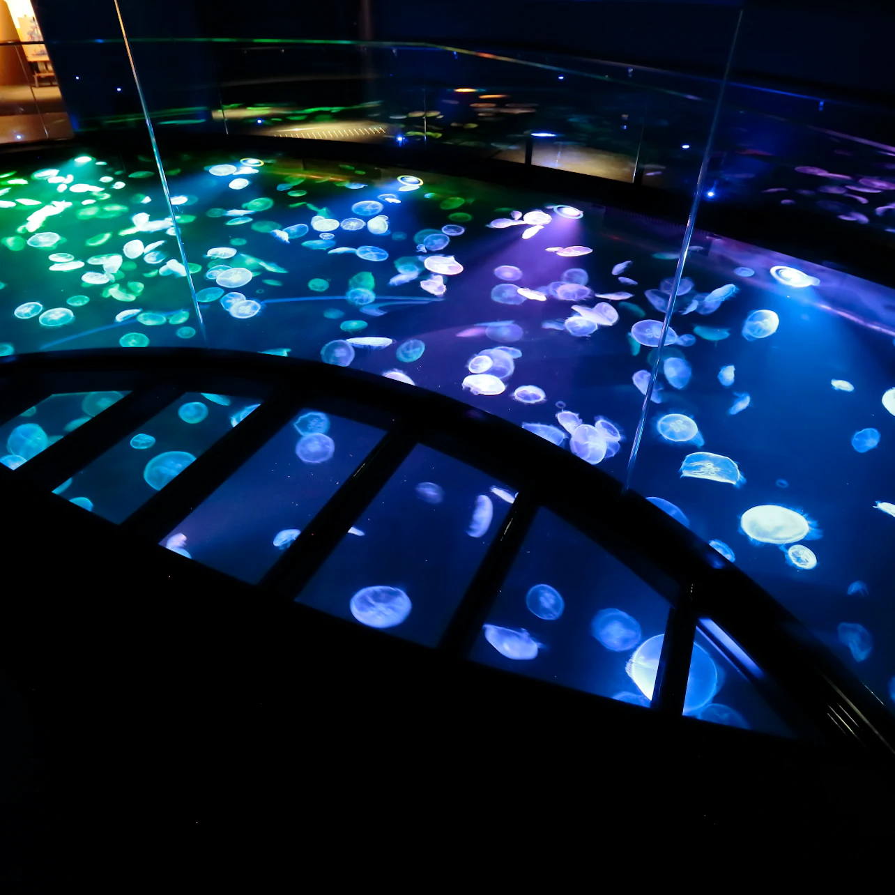 Tokyo Skytree Pass: Tokyo Skytree + Sumida Aquarium in Tokyo β Tiqets