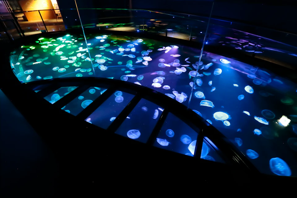 Glass-walled walkway over an illuminated aquarium tank filled with colorful jellyfish against a dark background.