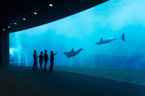 Akvarium - Paviljong för valar