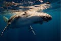 Κρουαζιέρα περιπέτειας με φάλαινες στο Σίδνεϊ