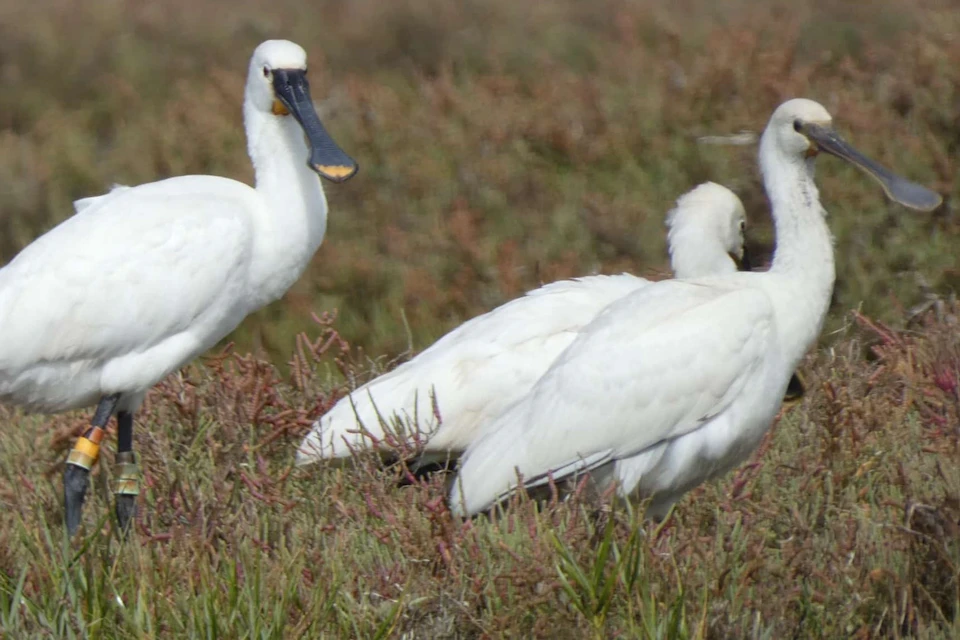 Eurasian Spoonbill