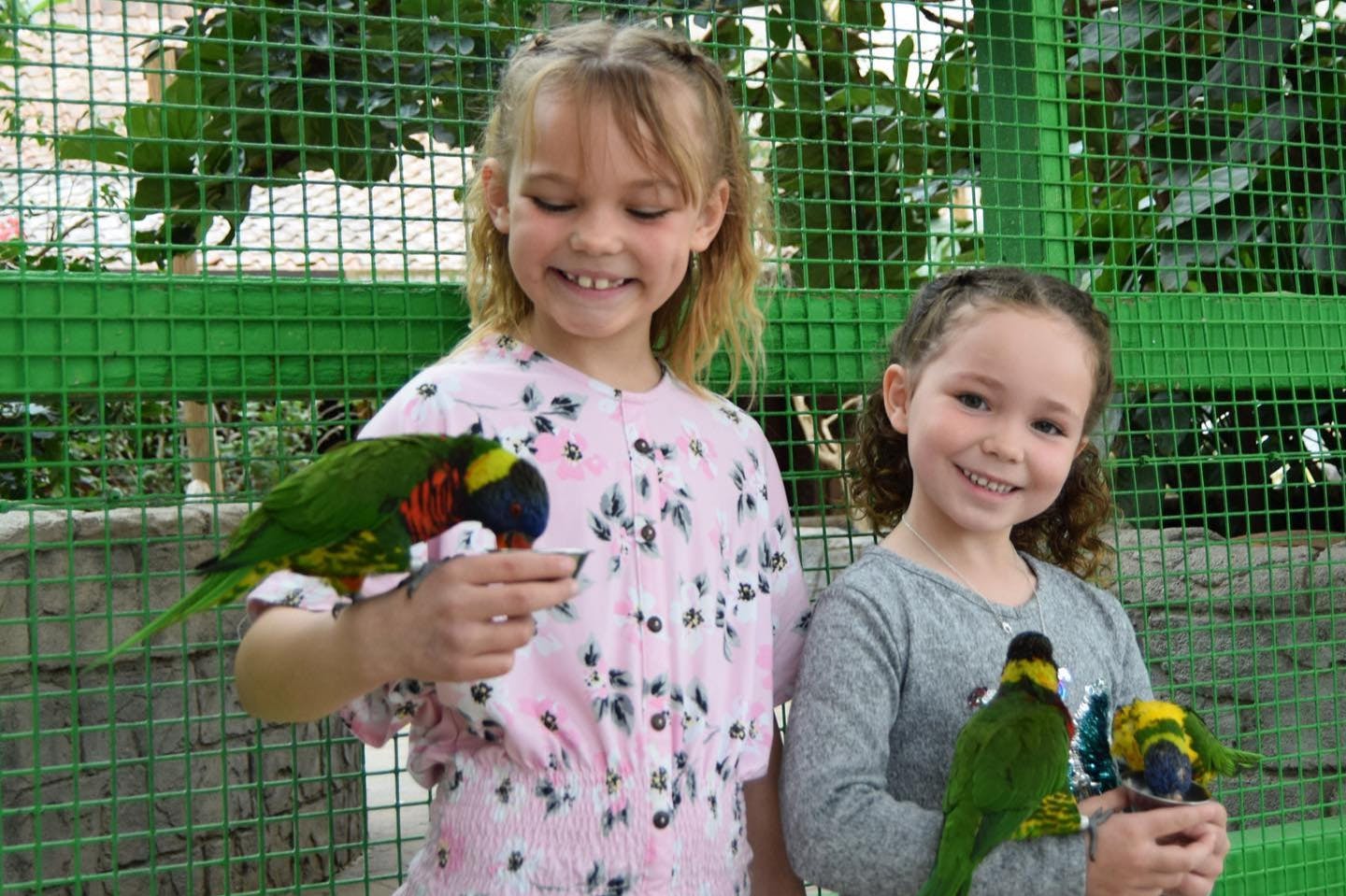 緑色のメッシュの囲いの中にカラフルなオウムを抱きしめながら、2人の若い女の子が笑顔を浮かべています。