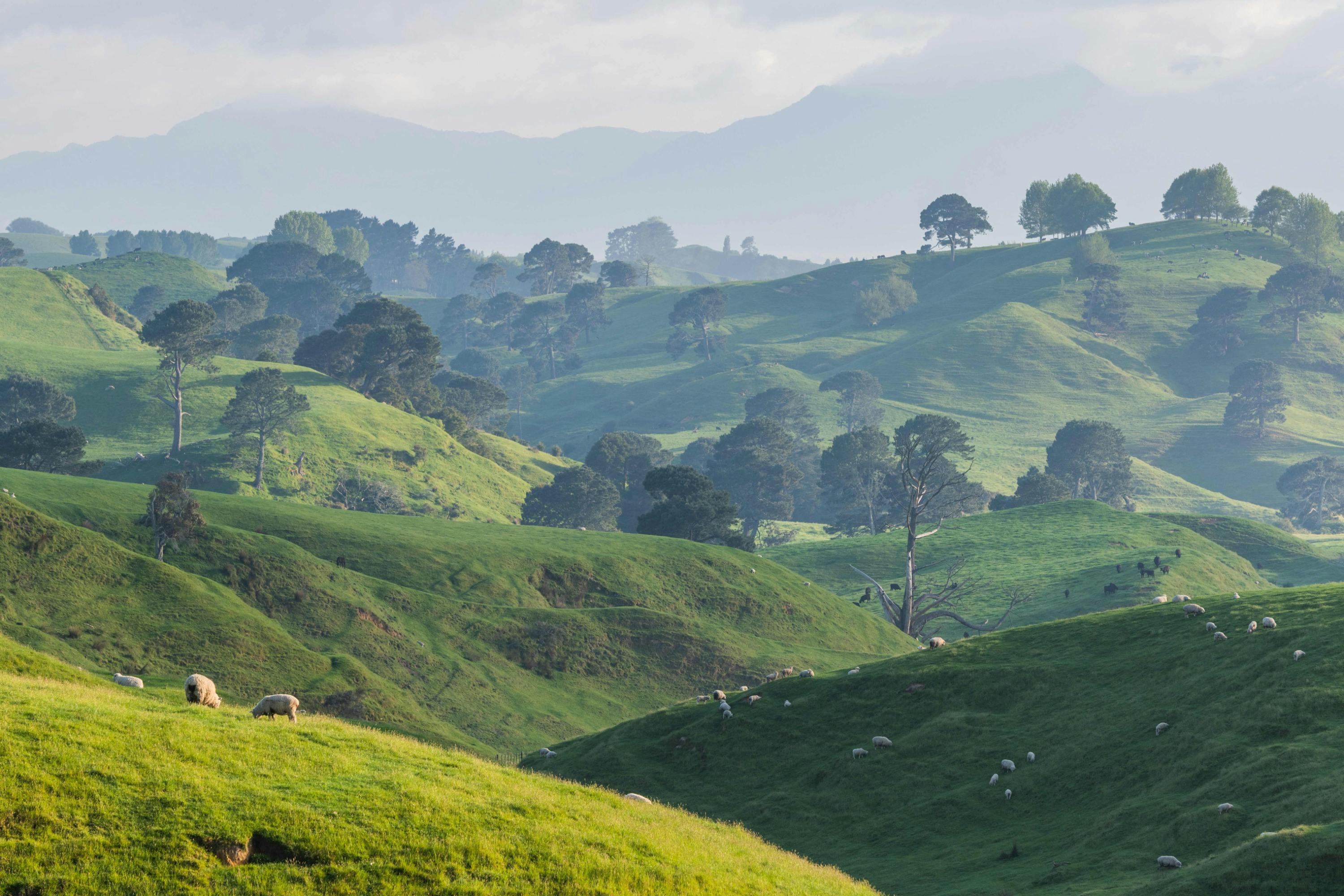 Rolling green hills with scattered trees and grazing sheep under a hazy sky, with mountains visible in the distance.