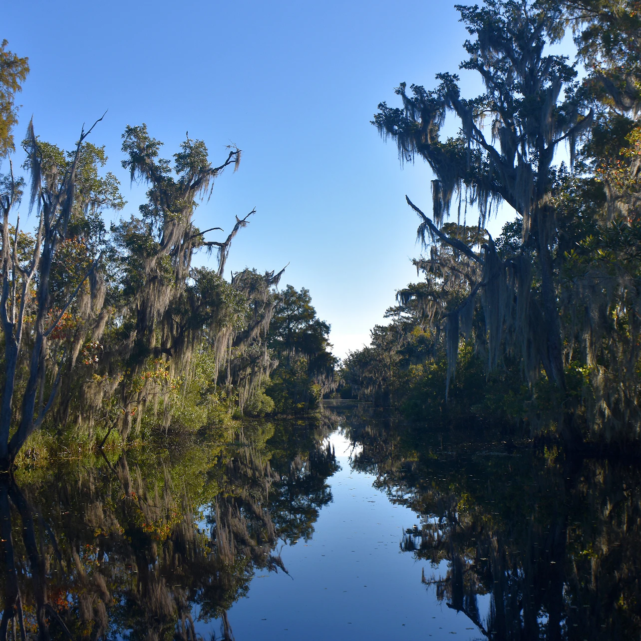 A calm river flanked by tall trees draped with Spanish moss under a clear blue sky.