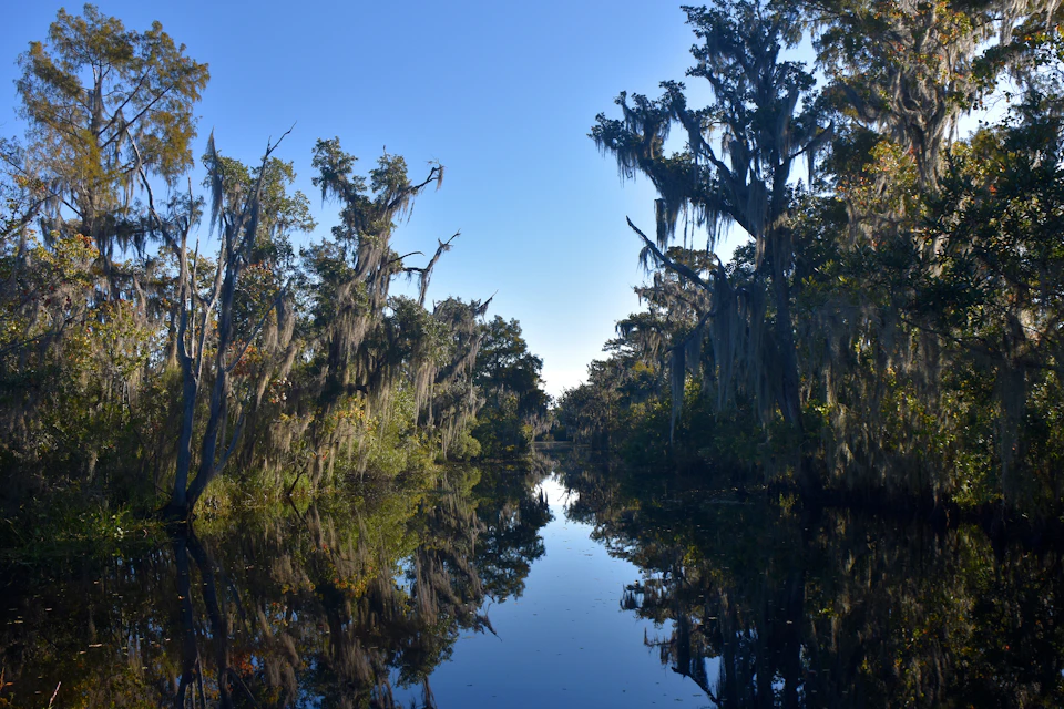 A calm river flanked by tall trees draped with Spanish moss under a clear blue sky.