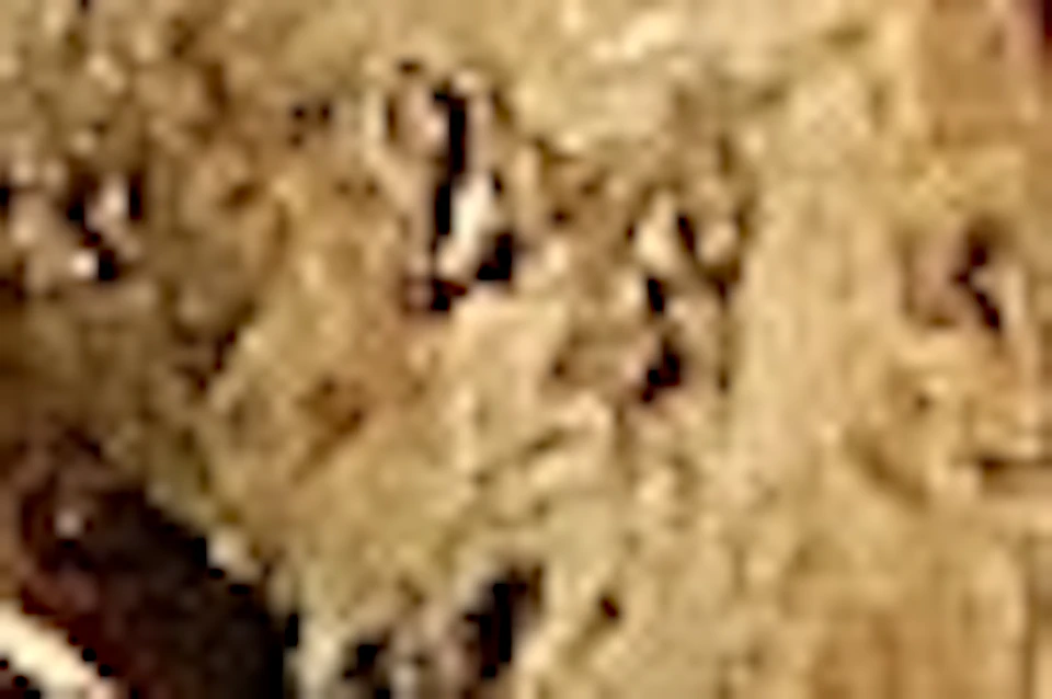A wall covered with numerous skulls and bones, arranged neatly in a pattern.