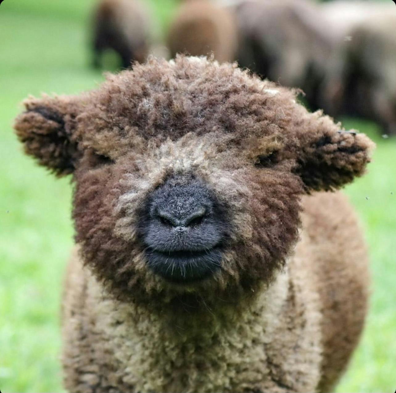 Close-up of a fluffy brown lamb standing on green grass, with other sheep blurred in the background.