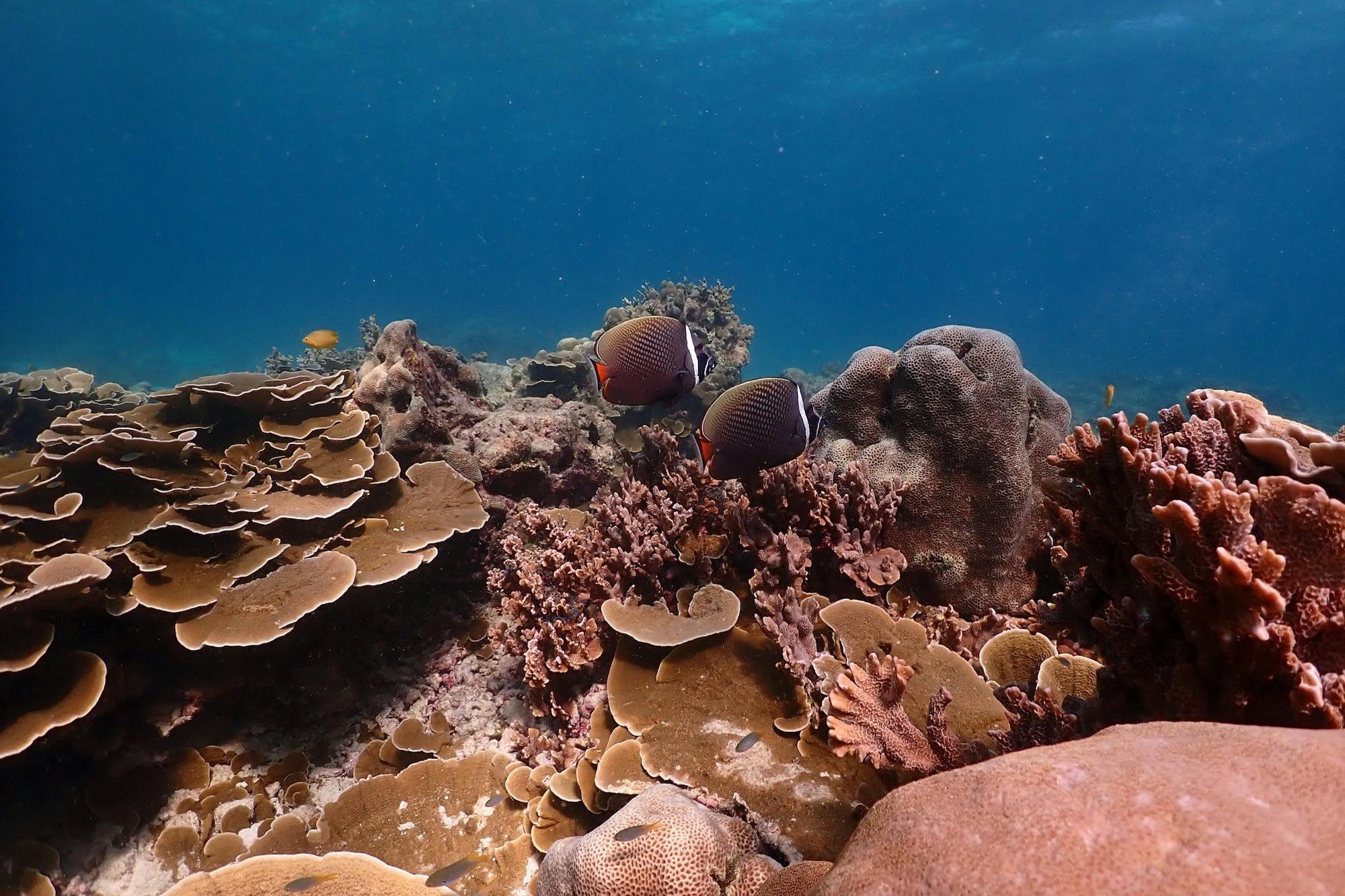 스노클링과 수중 낙원 탐방