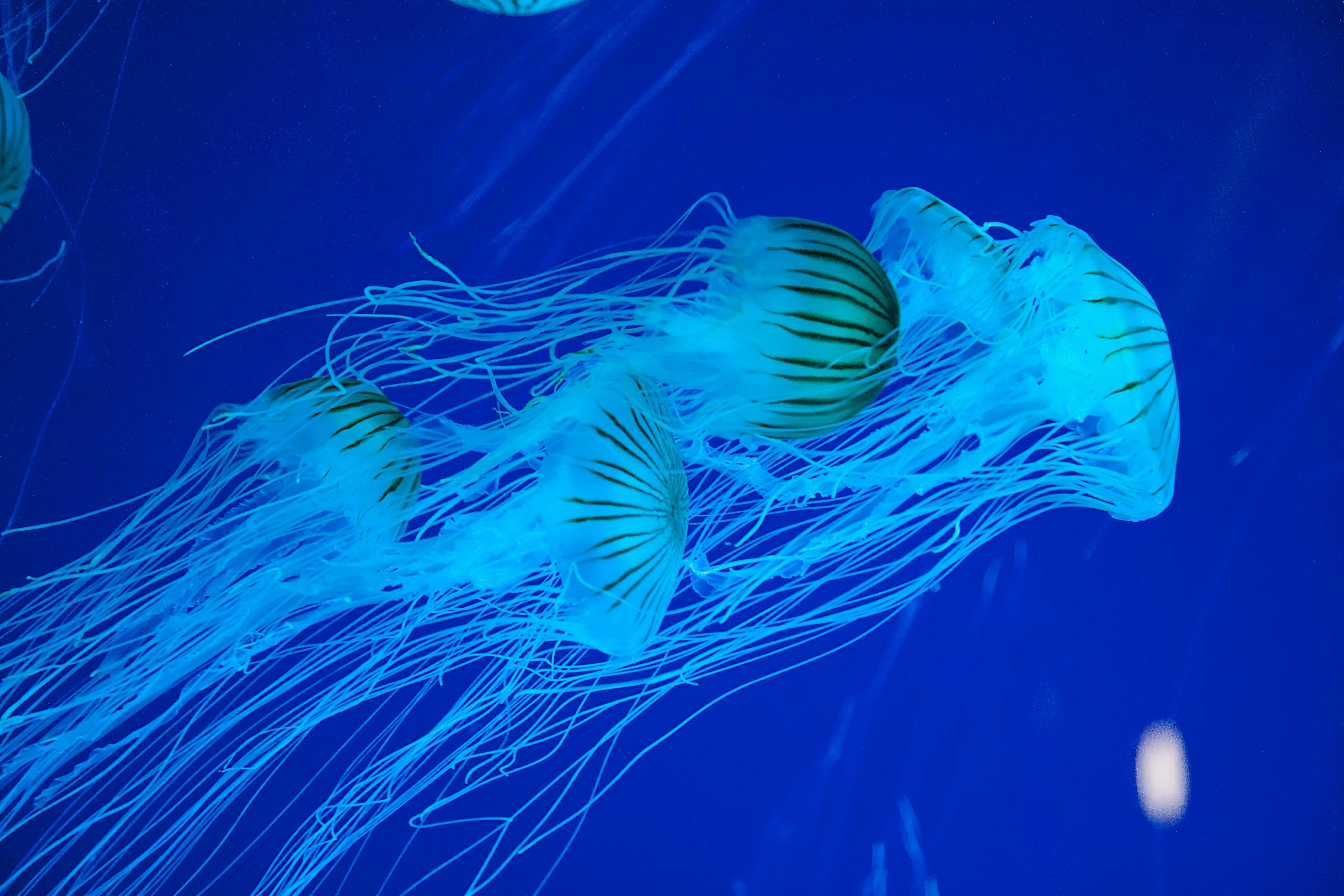 默特尔海滩瑞普利水族馆