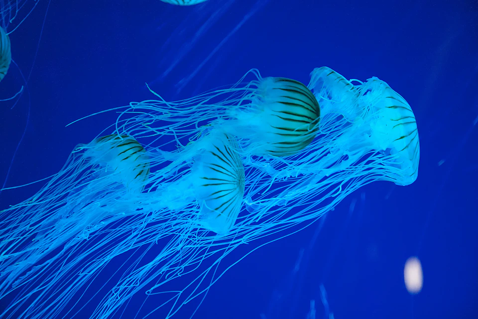 Ripley's Aquarium of Myrtle Beach
