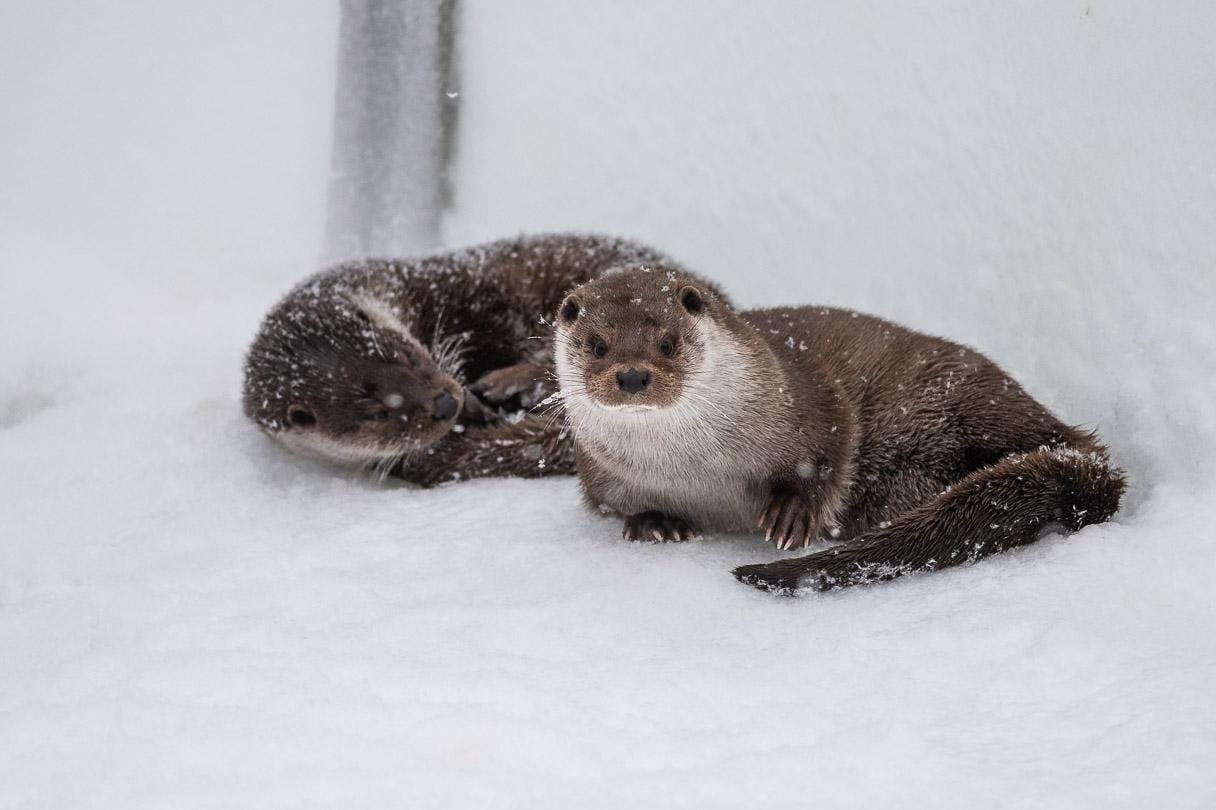 动物园里的动物