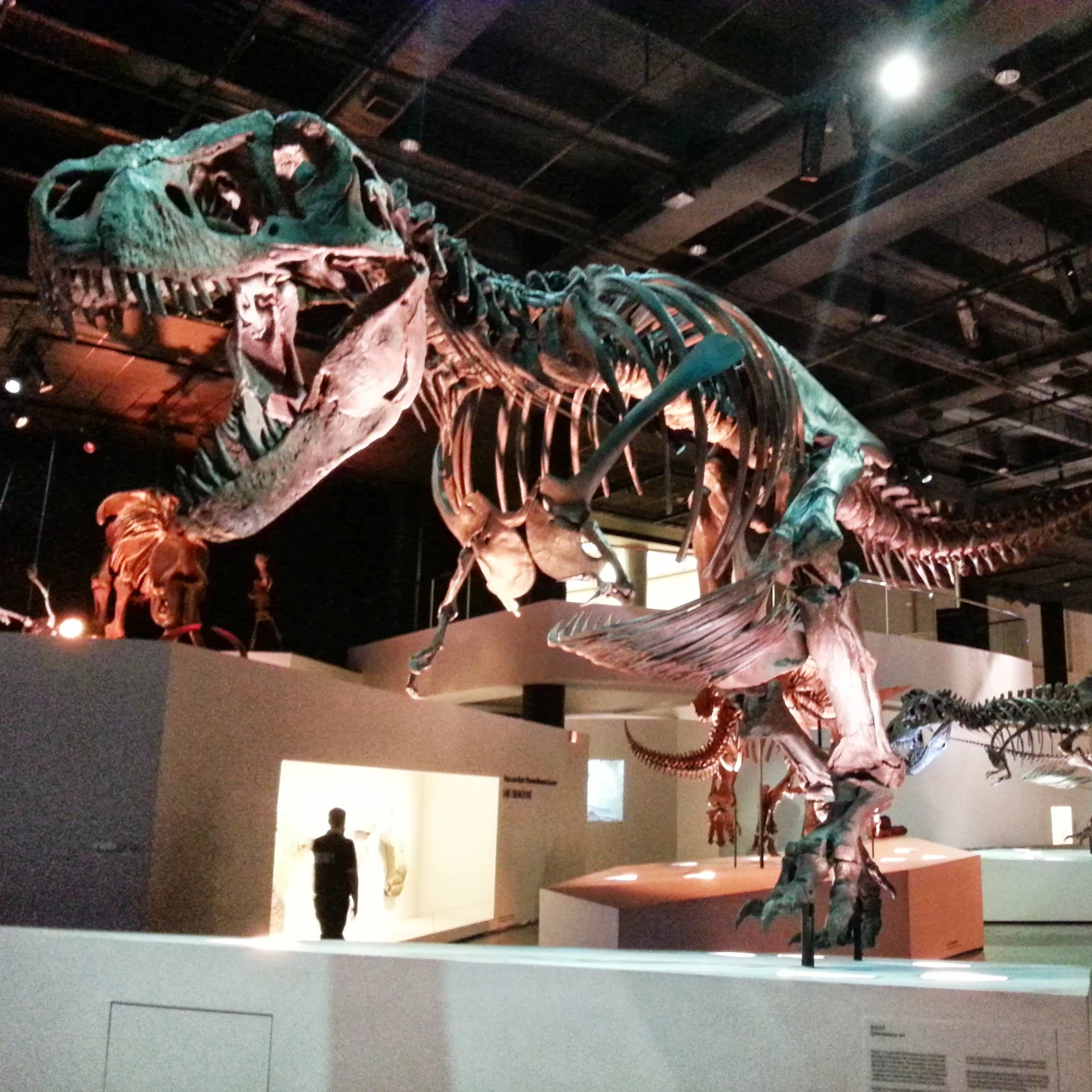 A large dinosaur skeleton exhibit in a museum, with display lights and a person walking in the background.