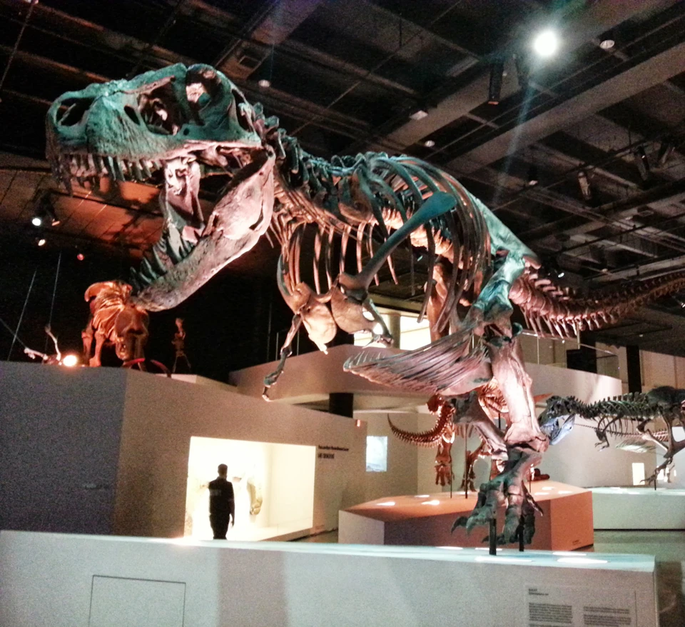 A large dinosaur skeleton exhibit in a museum, with display lights and a person walking in the background.