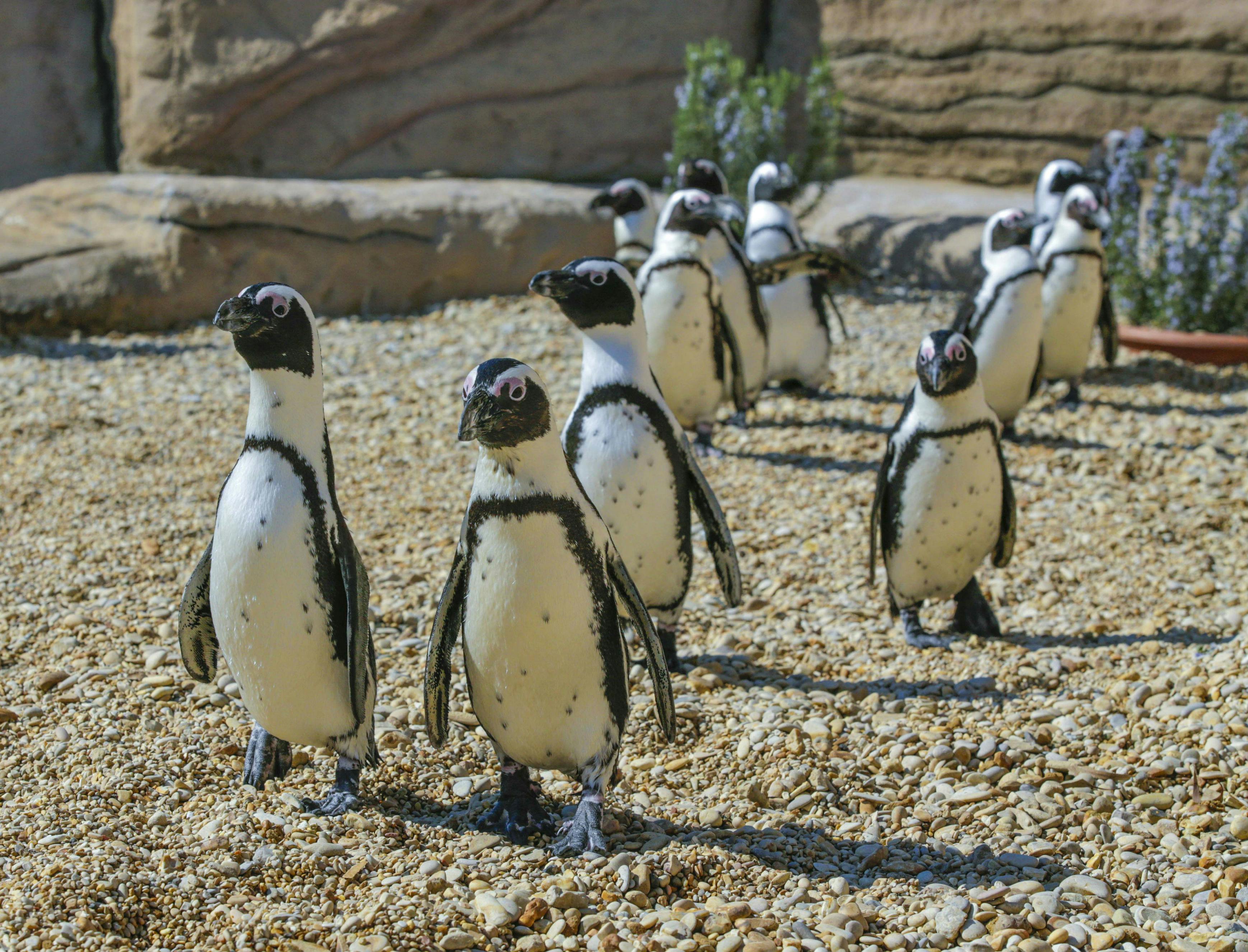 돌담과 녹색 식물을 배경으로 한 펭귄 무리가 바위 표면을 걷고 있습니다.