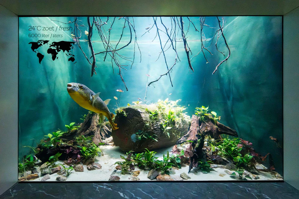 An aquarium with a pufferfish swimming amongst plants, driftwood and rocks, bathed in beams of light.