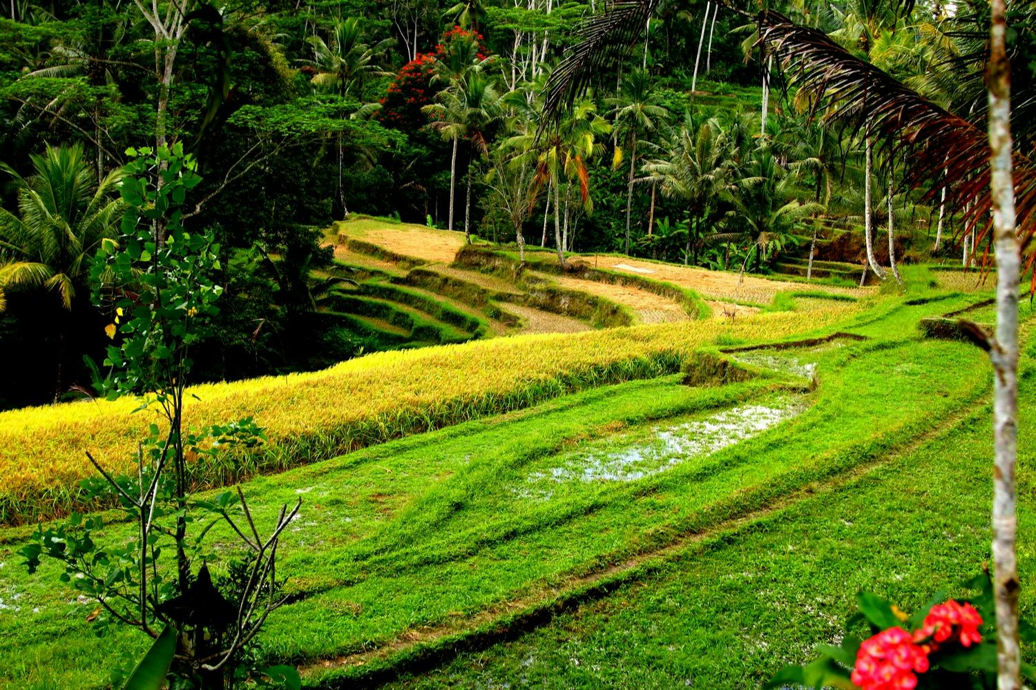 Abendessen in Bali