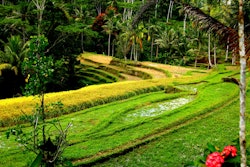 Tours & Sightseeing | Bali Culinary Tours things to do in Tegallalang