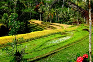 Experiencias gastronómicas en Bali