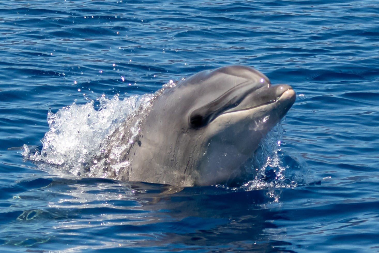 在船上看到了一只海豚