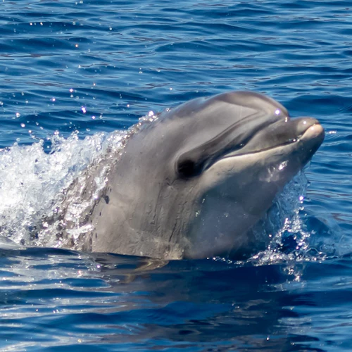 Tenerife: 3-Hour Sailing Tour to Los Gigantes with Snorkelling, Drink & Tapas - Photo 3