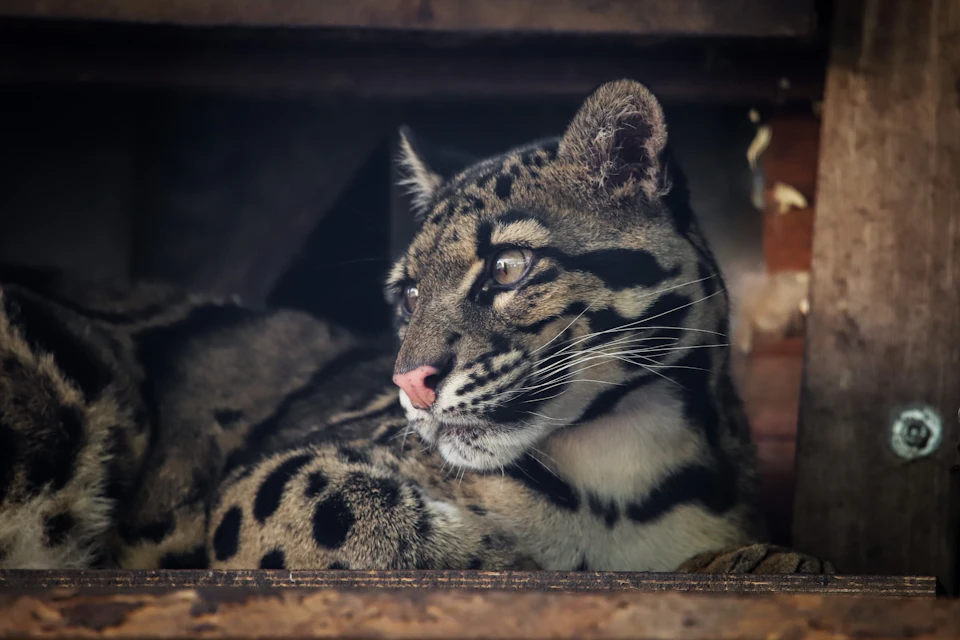 Clouded leopard Batani in the wildcat center