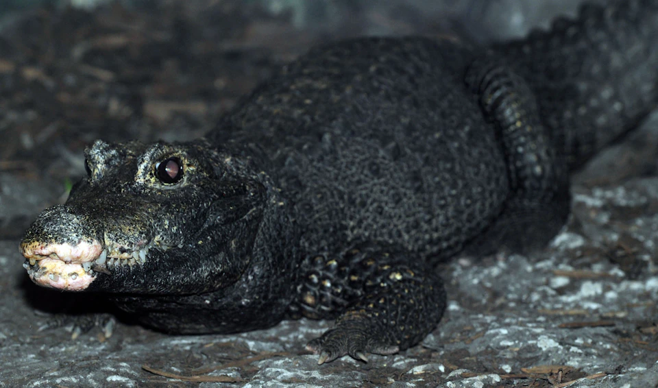 Close-up of a black lizard with textured skin and a slightly open mouth, lying on a rocky surface.