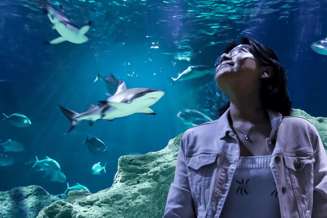 Michin Aquarium Guadalajara