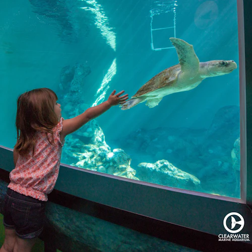 Clearwater Marine Aquarium: bilhete de entrada - Photo 2