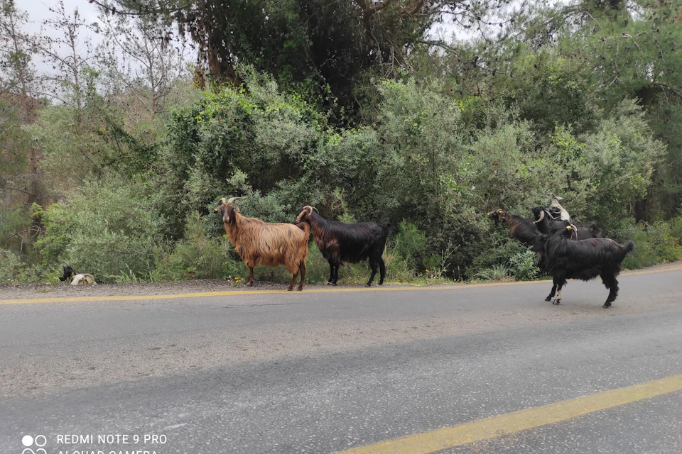 en camino