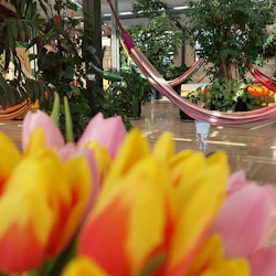 Széchenyi Spa: Entry + Palm House with Snack and Cocktail 3