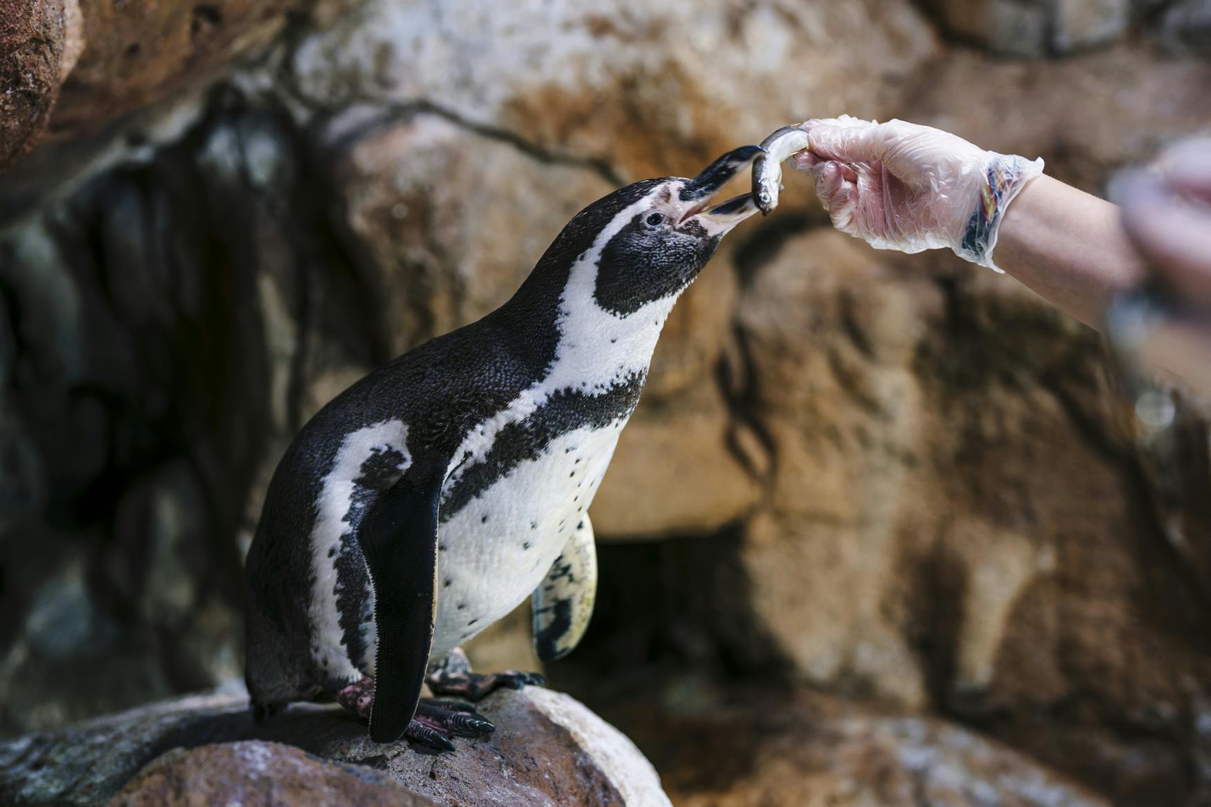돌을 배경으로 장갑을 낀 손으로 물고기를 잡아먹는 펭귄.
