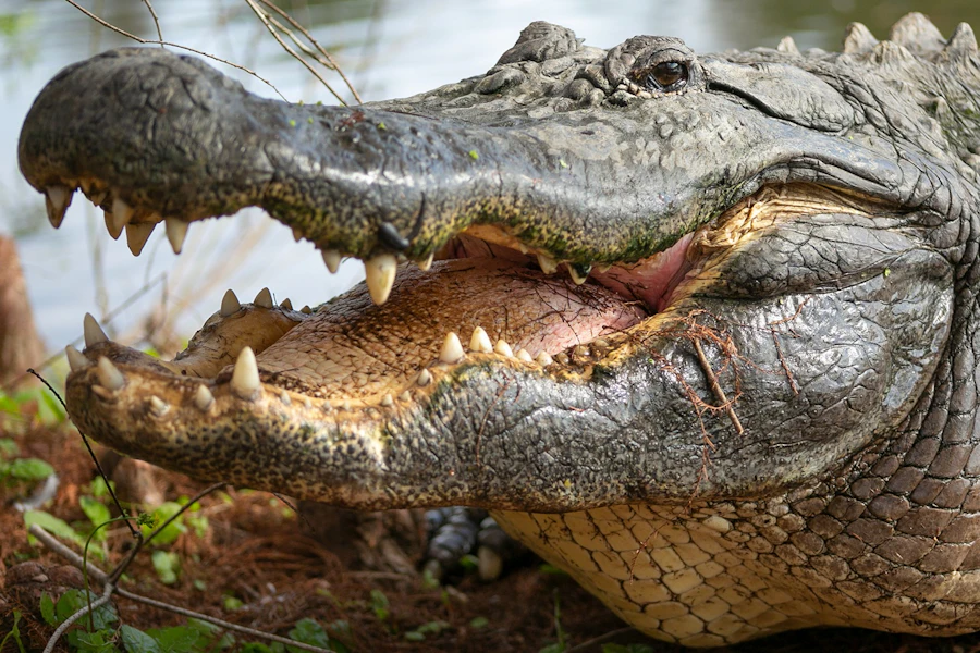Orlando Gatorland Tickets with Alligator Meet N' Greet