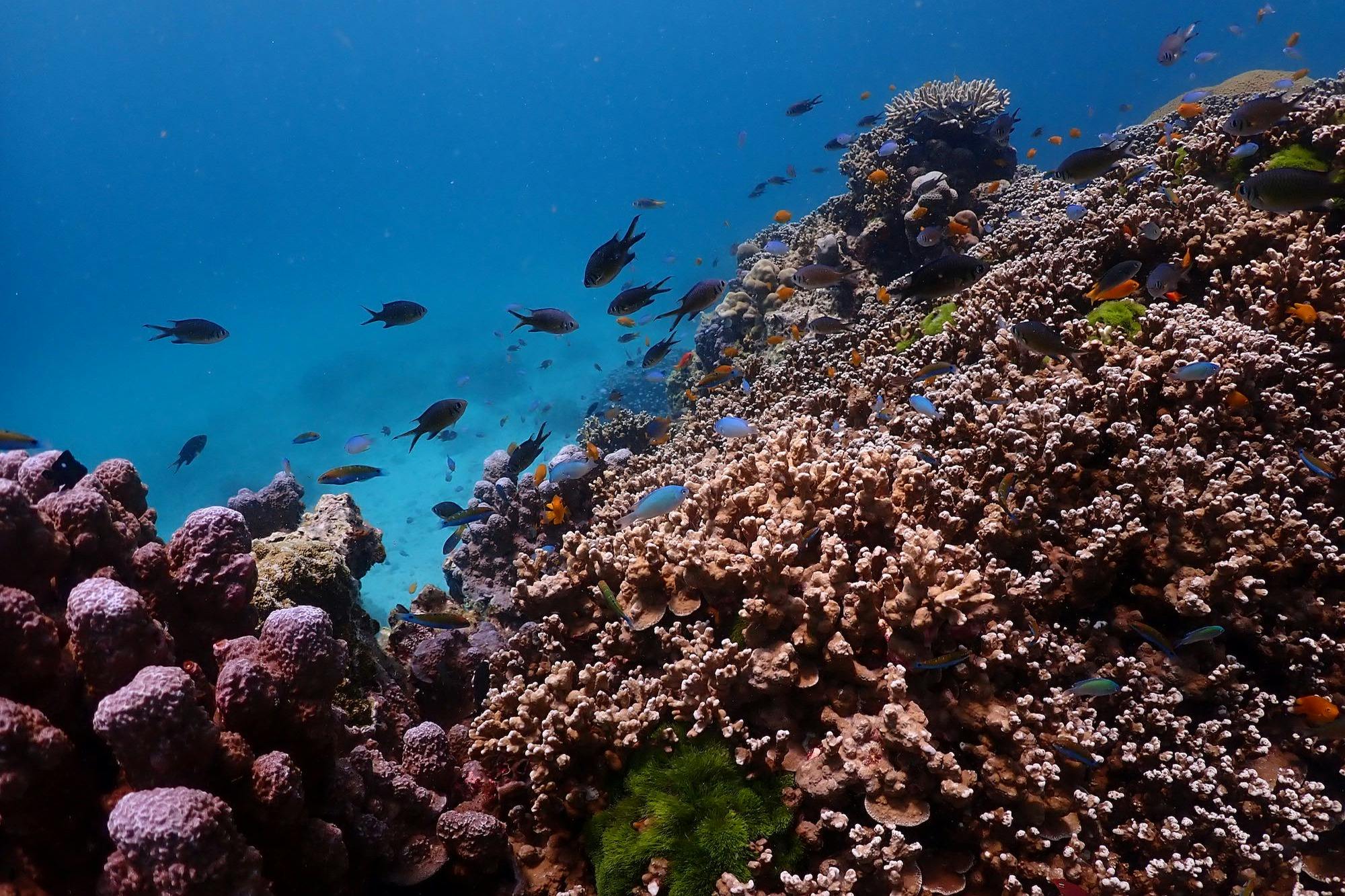 스노클링과 수중 낙원 탐방