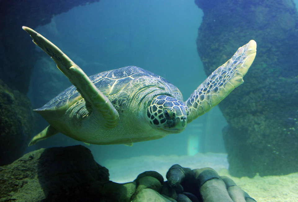 A sea turtle swims underwater near rocks, surrounded by a blue-green marine environment.