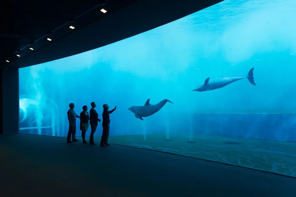 Four people watch dolphins swim in a large aquarium tank with blue water, under dim lighting.