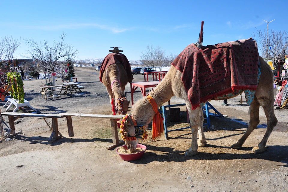 camel