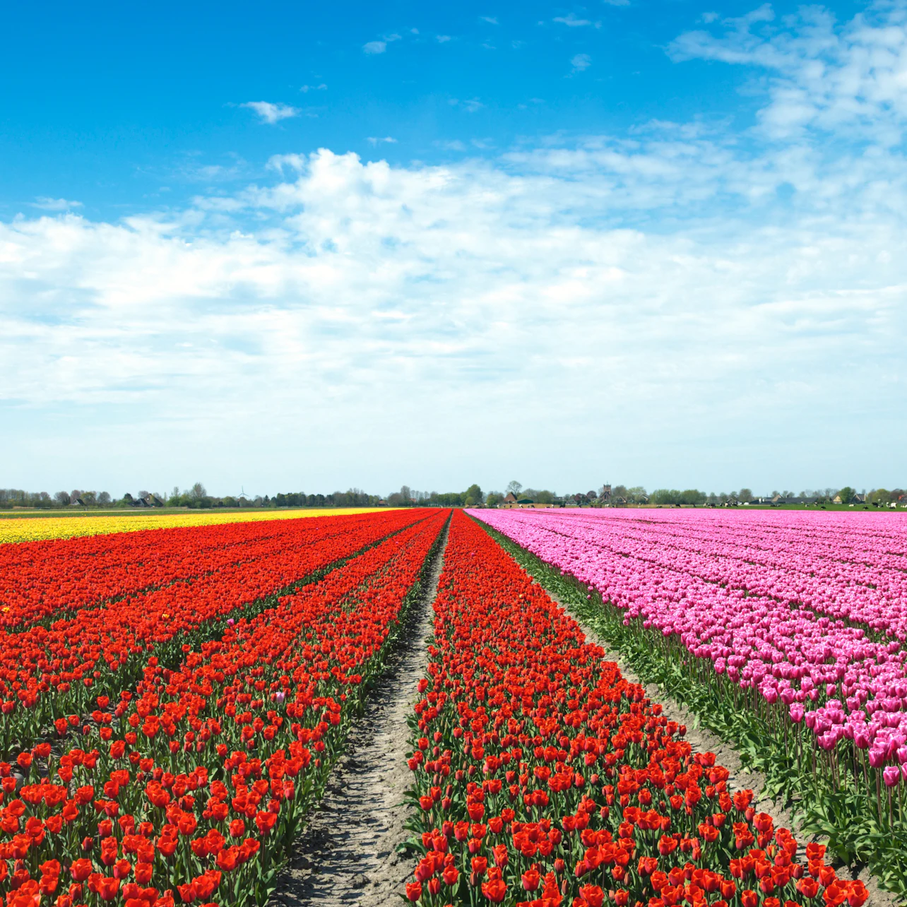 Tulip Fields of Holland Tour