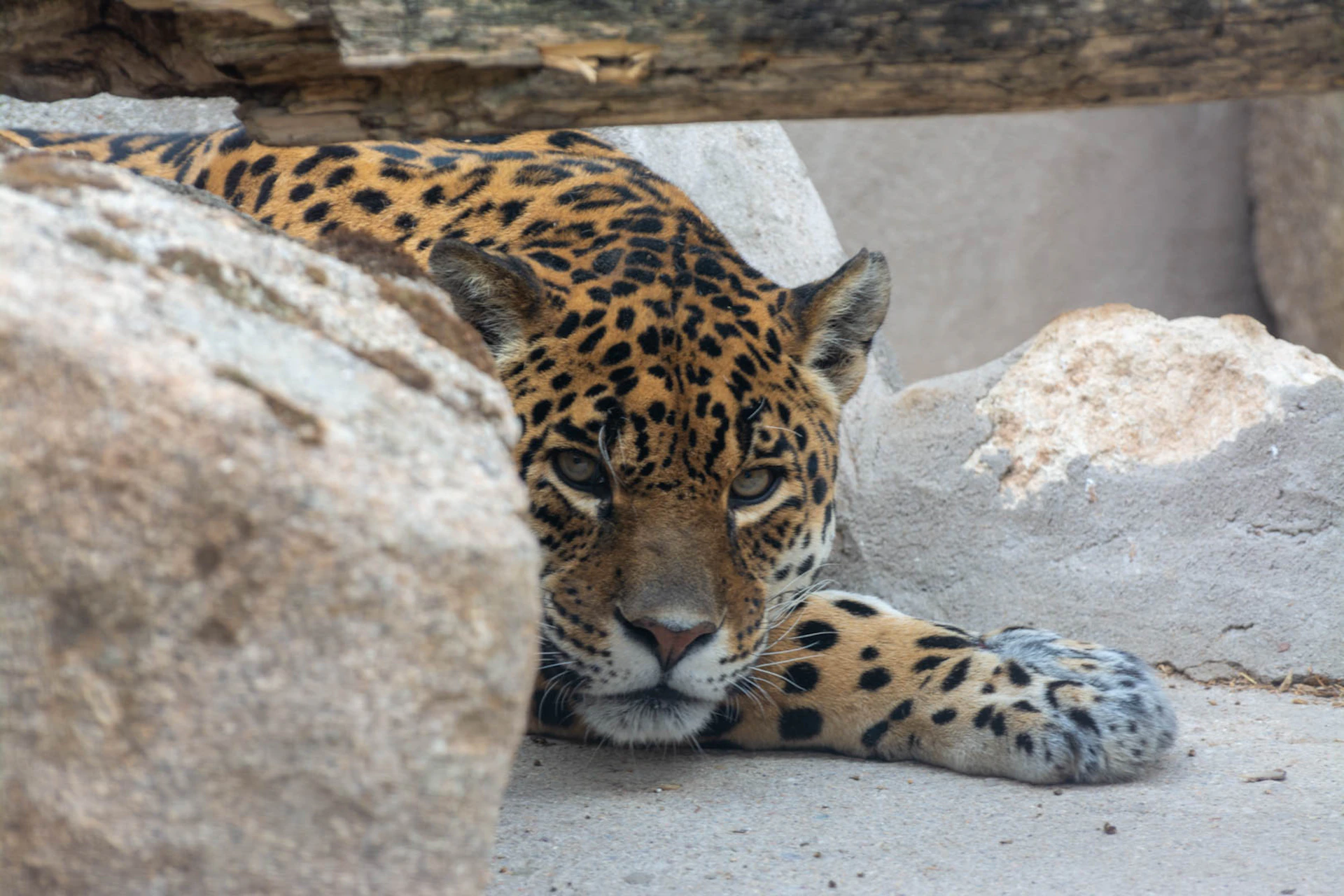 A leopard lying on the ground among large rocks, gazing directly at the camera with a focused expression.