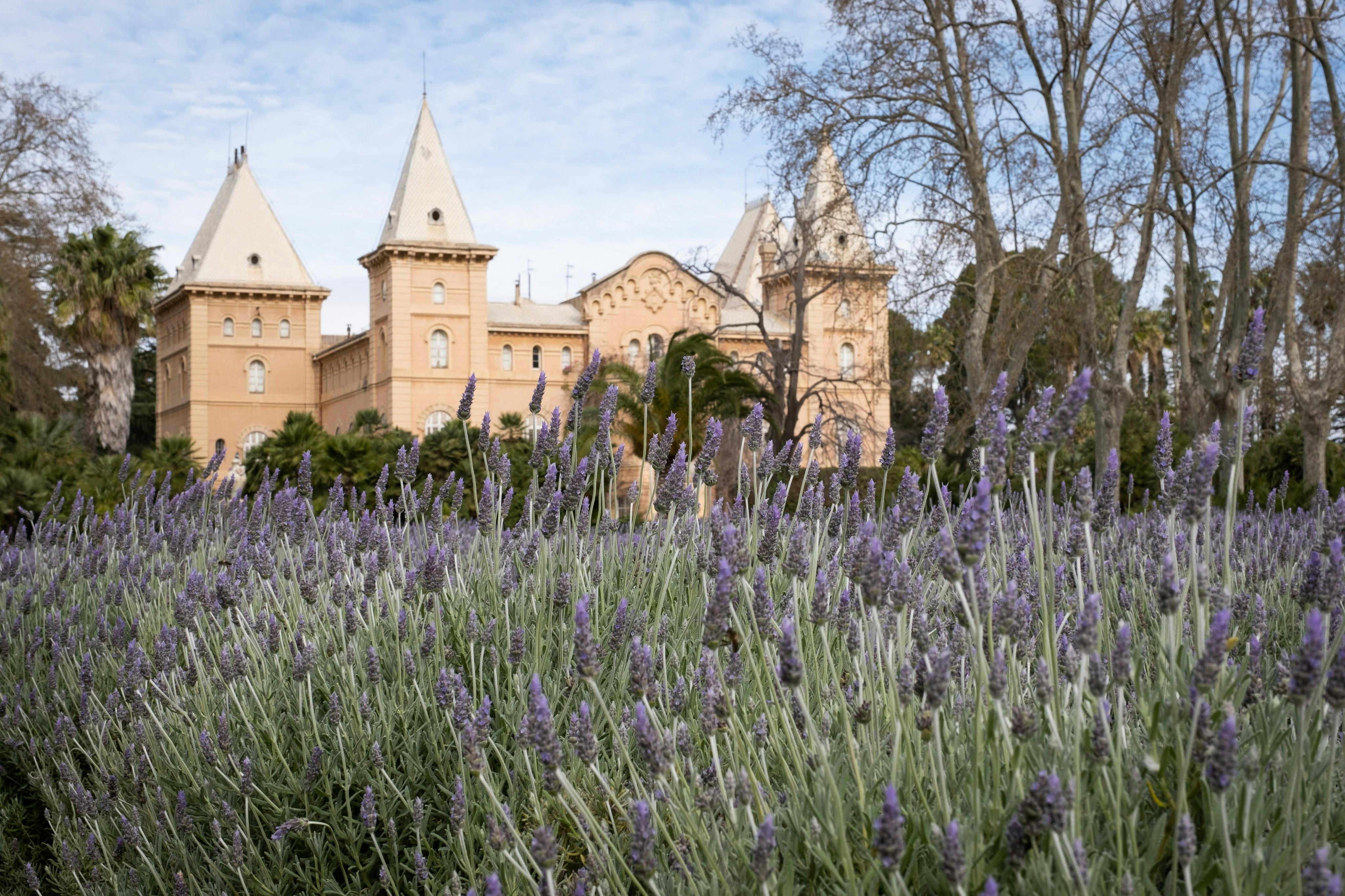 ラベンダーの花壇、サマパーク、カンブリル