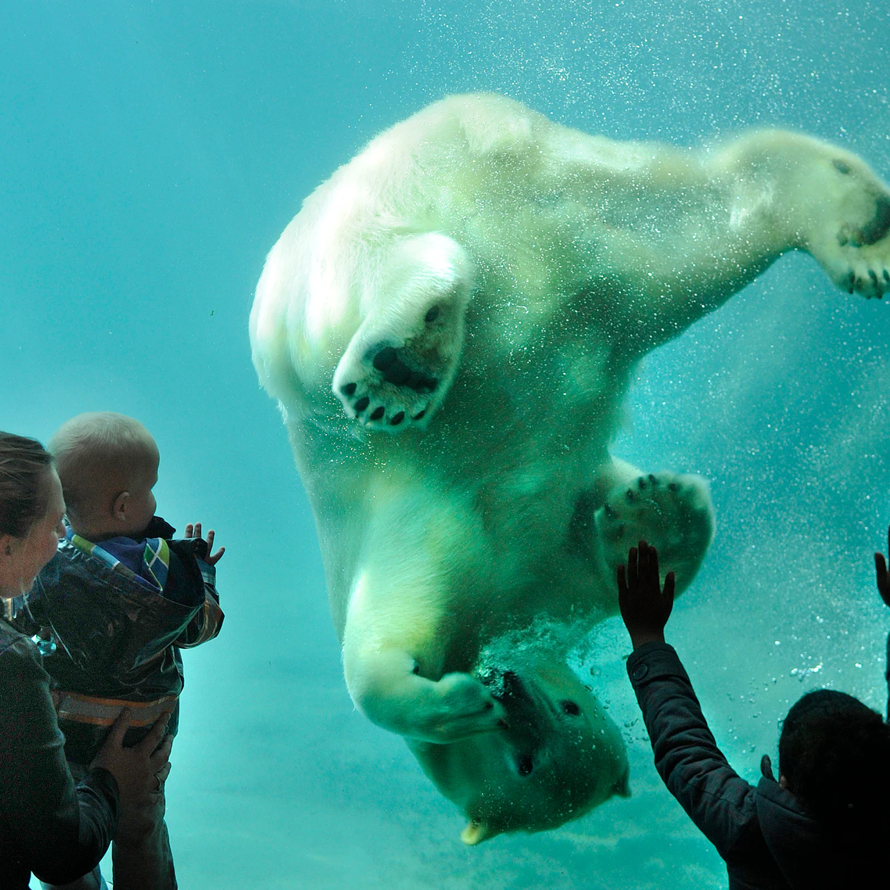 Zoo de Rotterdam Bijdorp : Billet coupe-file