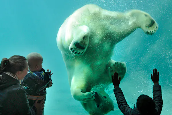 Zoo Blijdorp de Rotterdam : Billet coupe-file